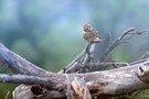 Durch die Büsche fotografiert