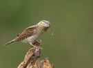 Wendehals (Jynx torquilla) bei der Jagd