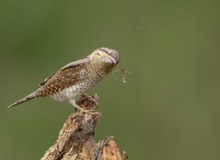 Wendehals (Jynx torquilla) bei der Jagd