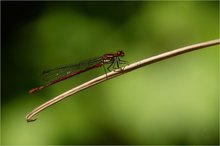 Frühe Adonislibelle II