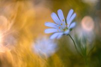 Sternmiere (Altglas)