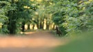 morgens auf dem Waldweg