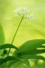 ‚Nur‘ Bärlauch