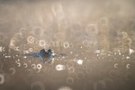 _____Froschwelt______