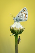 "Fliegenpaarung"