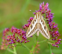 Linienschwärmer (Hyles livornica)