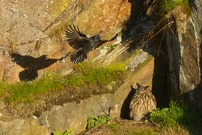 Attacke einer Rabenkrähe