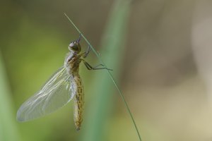 Nr. 6a: Spitzenfleck (Weibchen)