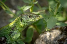 Kleiner Drachen
