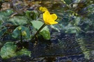Sumpfdotterblume