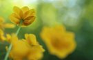 Sumpfdotterblume