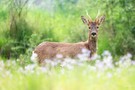 Bock in voller Größe
