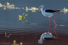 Stelzenläufer als Steppenläufer