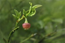 Blaubeerblüte