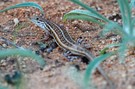 Trachylepsis
