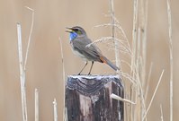 Noch ein Blaukehlchen