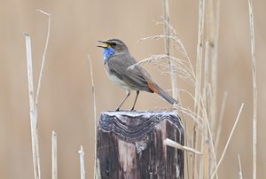 Noch ein Blaukehlchen
