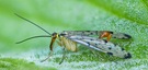 Skorpionsfliege