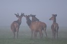 Frühmorgens im Nebel