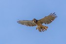 Schlangenadler