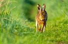 Feldhase zu Ostern