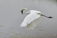 Silberreiher
