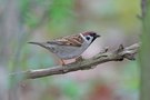 Sparrow Test?