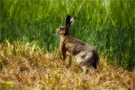 Osterhase