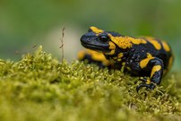 Feuersalamander