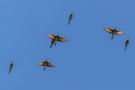 Bienenfresser Schwarm