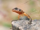Rock me Amadeus 🎶 (Agama planiceps)