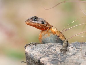 Rock me Amadeus 🎶 (Agama planiceps)