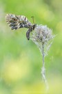 Osterluzeifalter - Zerynthia polyxena