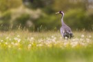 Kranich im Löwenzahn