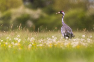 Kranich im Löwenzahn