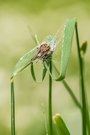 Körbchenspinne
