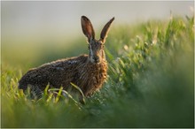 Aprilmorgen