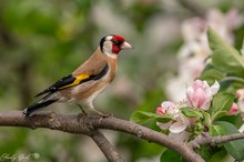 Distelfink in den Apfelblüten