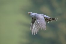 Hört ihr ihn rufen ??