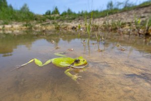 Laubfrosch im Laichgewässer