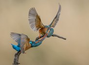 Eisvogel Tango