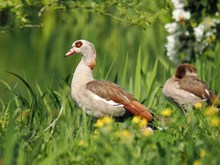 Nilgans