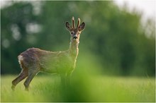 Frühjahrsbock