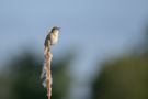 Im rechten Licht...
