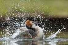 Spaß im Wasser