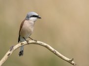 Neuntöter (Lanius collurio)