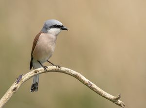Neuntöter (Lanius collurio)