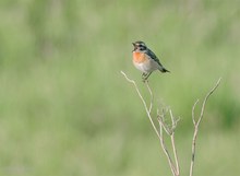 Braunkehlchen