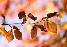 Herbstfarben