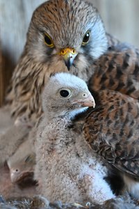 Der kleine Kämpfer